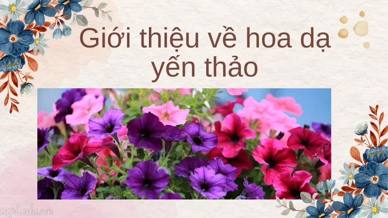 Giới thiệu về hoa dạ yến thảo