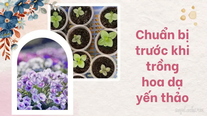 Chuẩn bị trước khi trồng hoa dạ yến thảo