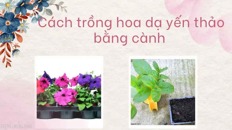 Cách trồng hoa dạ yến thảo bằng cành 