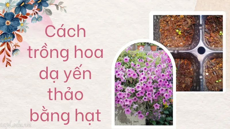 Cách trồng hoa dạ yến thảo bằng hạt