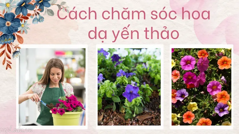Cách chăm sóc hoa dạ yến thảo