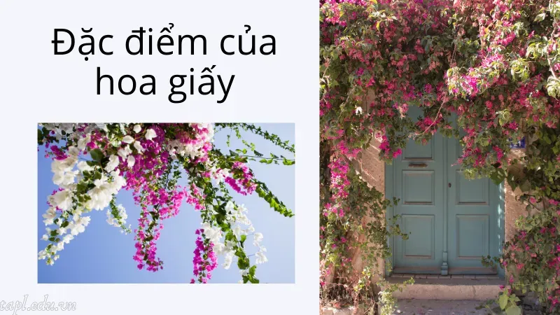 Đặc điểm của hoa giấy