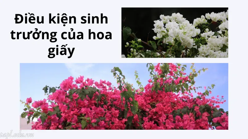 Điều kiện sinh trưởng của hoa giấy