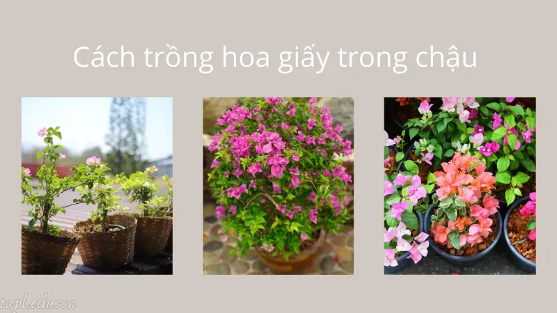 Cách trồng hoa giấy trong chậu