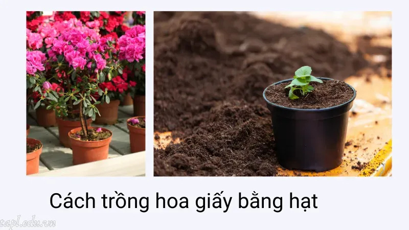 Cách trồng hoa giấy bằng hạt