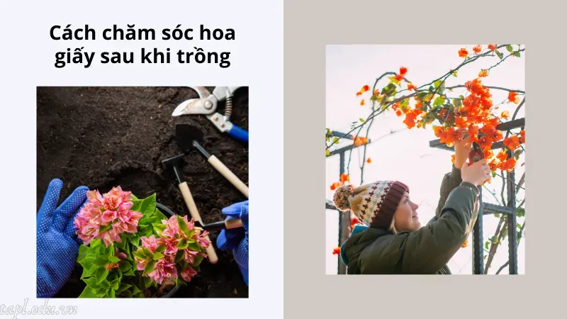Cách chăm sóc hoa giấy sau khi trồng