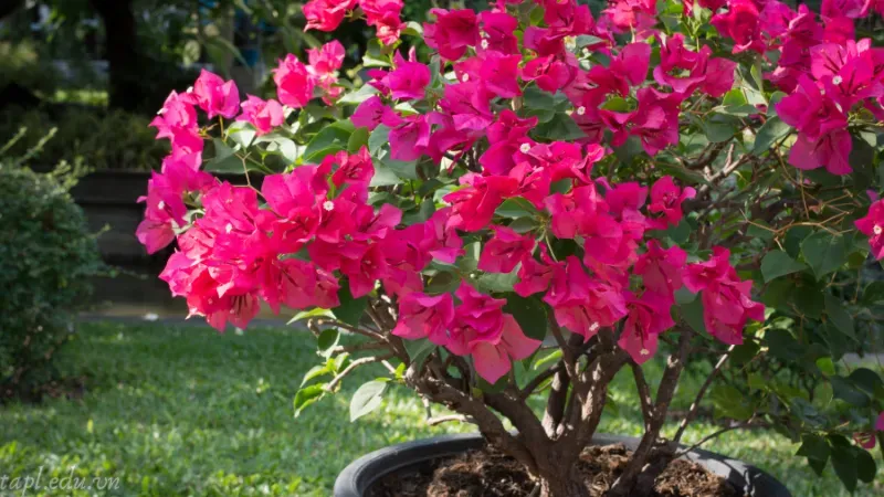 Kích thích gốc cây phát triển