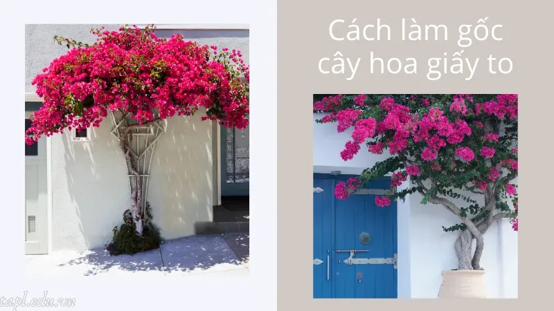 Cách làm gốc cây hoa giấy to