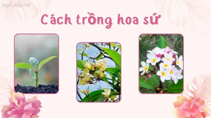 Cách trồng hoa sứ