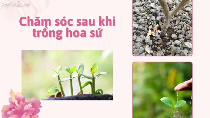 Chăm sóc sau khi trồng hoa sứ