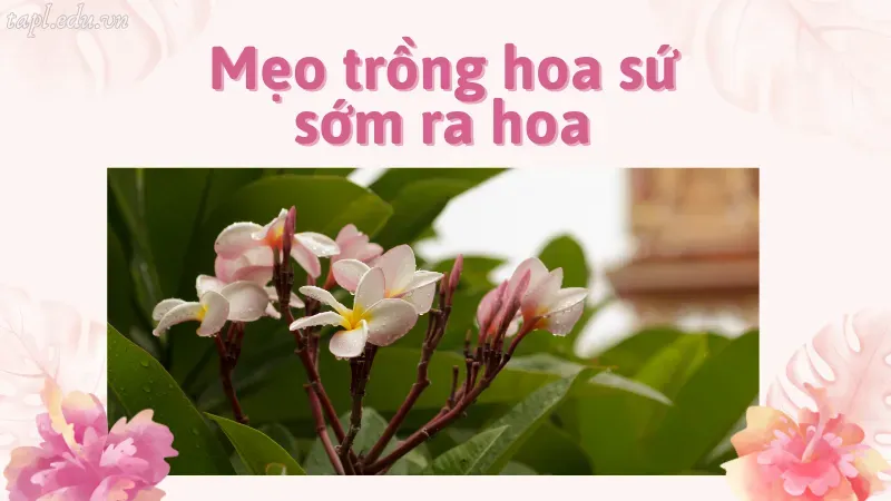 Mẹo trồng hoa sứ sớm ra hoa