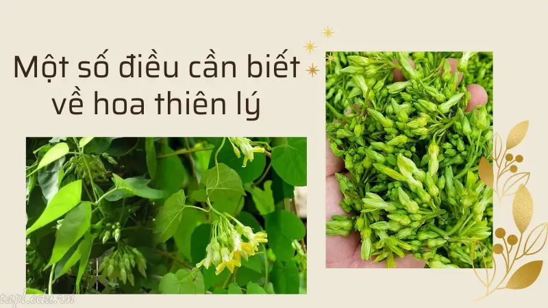 Một số điều cần biết về hoa thiên lý