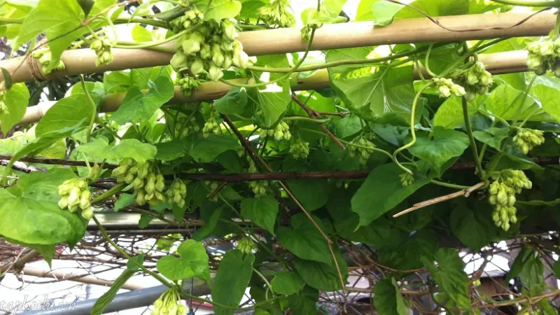 Khu vực trồng hoa thiên lý