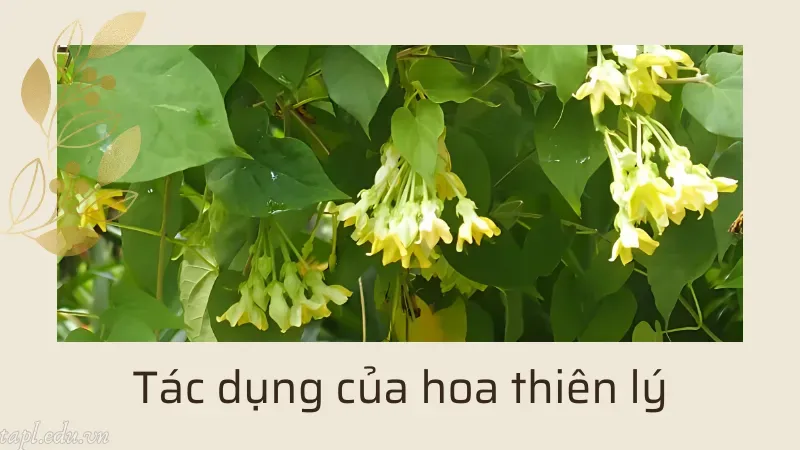 Tác dụng của hoa thiên lý