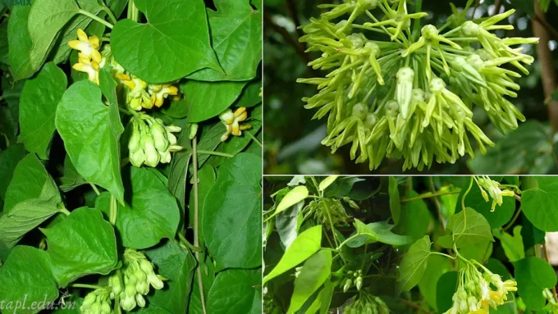 Cách trồng hoa thiên lý