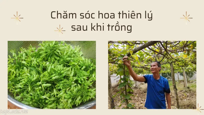 Chăm sóc hoa thiên lý sau khi trồng