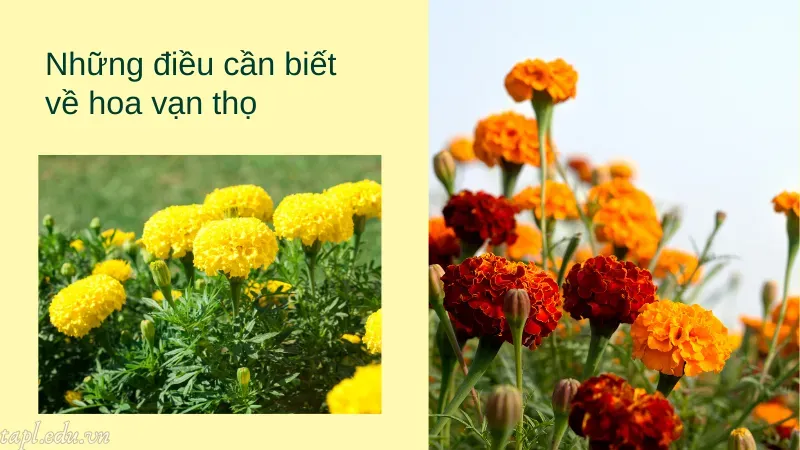 Những điều cần biết về hoa vạn thọ