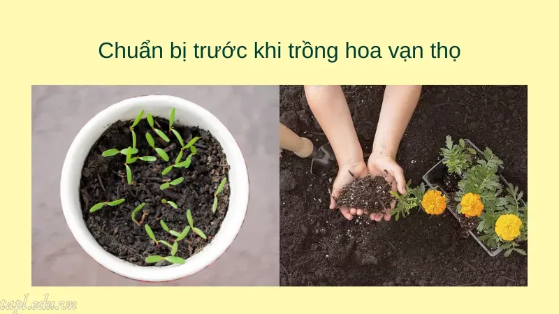 Chuẩn bị trước khi trồng hoa vạn thọ
