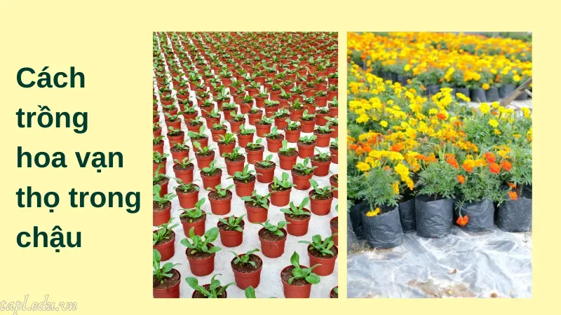 Cách trồng hoa vạn thọ trong chậu 