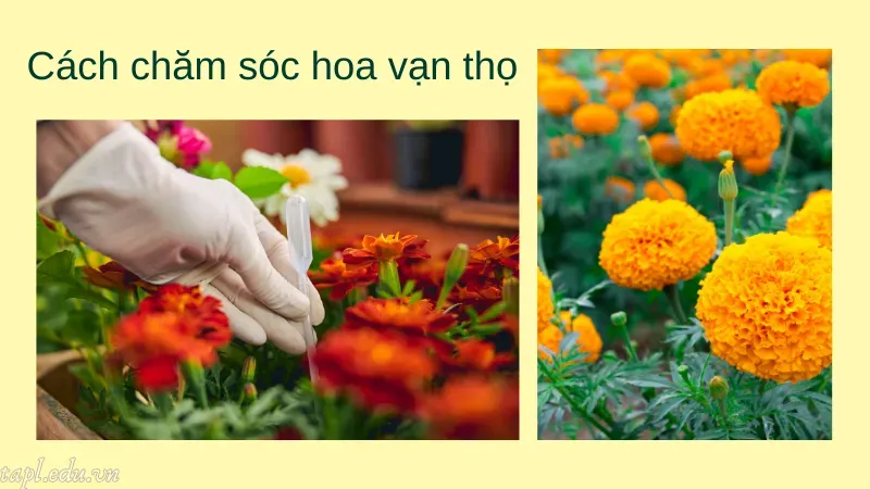 Cách chăm sóc hoa vạn thọ