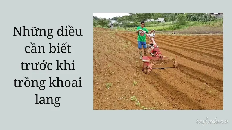 Những điều cần biết trước khi trồng khoai lang