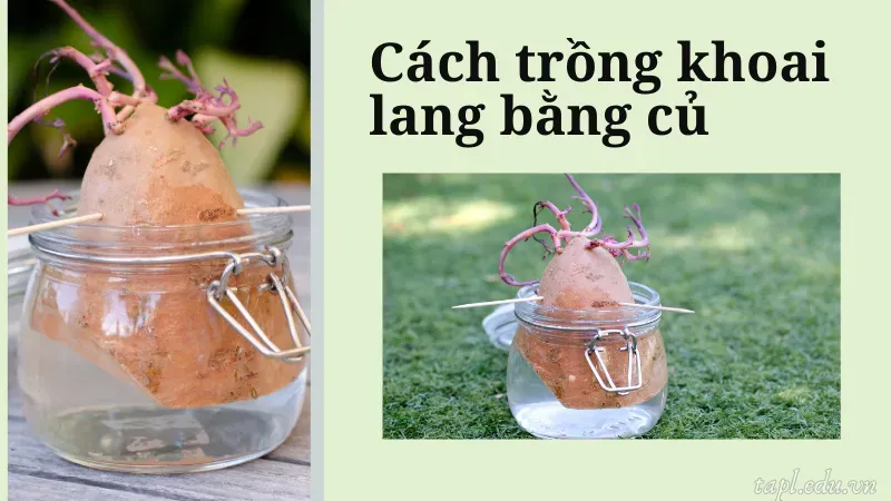 Cách trồng khoai lang bằng củ