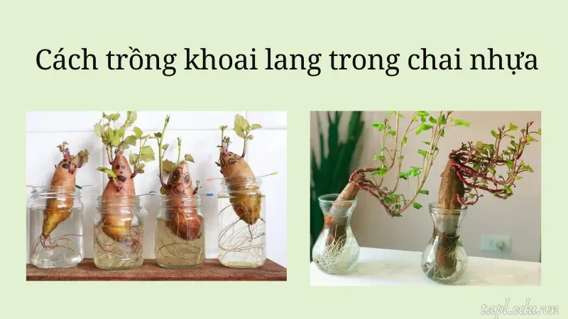 Cách trồng khoai lang thủy sinh