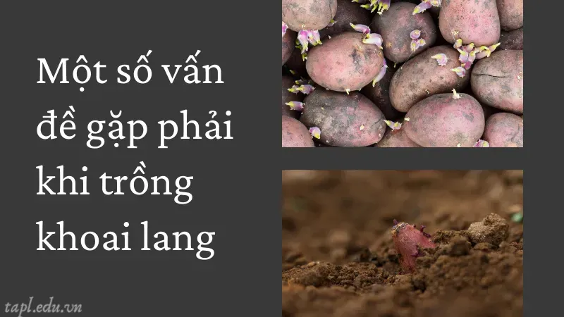 Một số vấn đề gặp phải khi trồng khoai lang