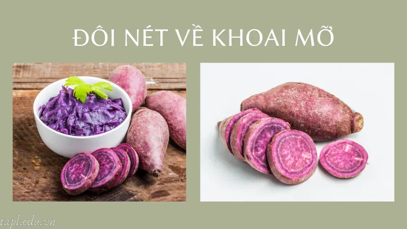 Đôi nét về khoai mỡ