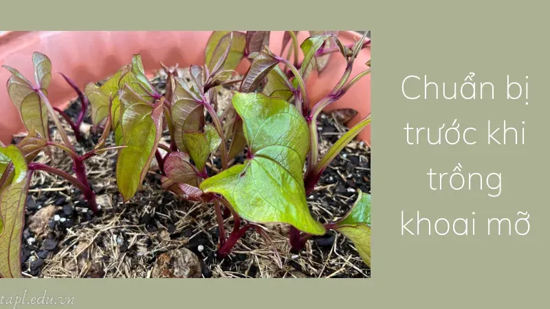 Chuẩn bị trước khi trồng khoai mỡ