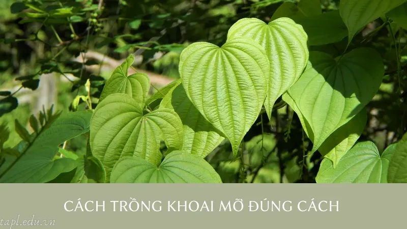 Cách trồng khoai mỡ đúng cách 