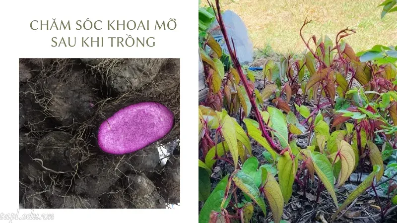 Chăm sóc khoai mỡ sau khi trồng