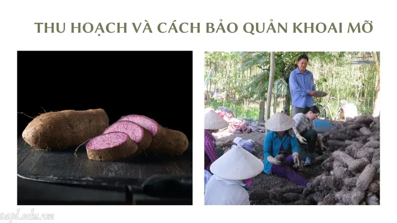 Thu hoạch và cách bảo quản khoai mỡ