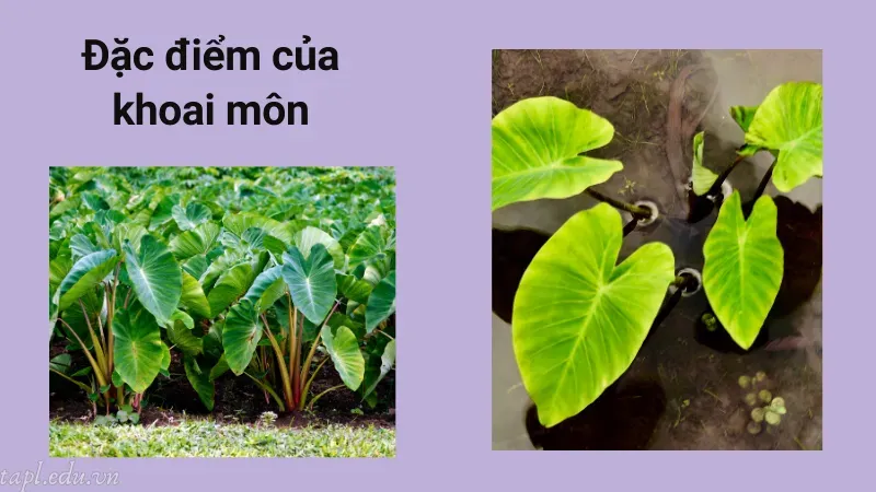 Đặc điểm của khoai môn