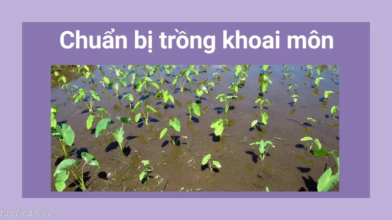 Chuẩn bị trồng khoai môn