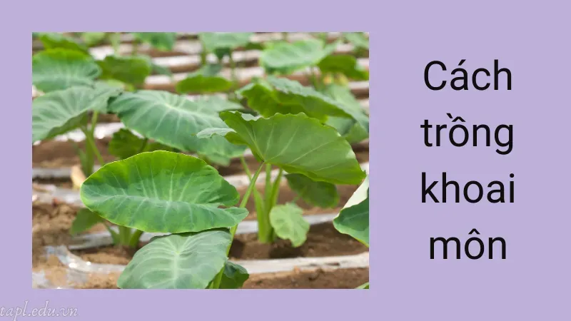 Cách trồng khoai môn