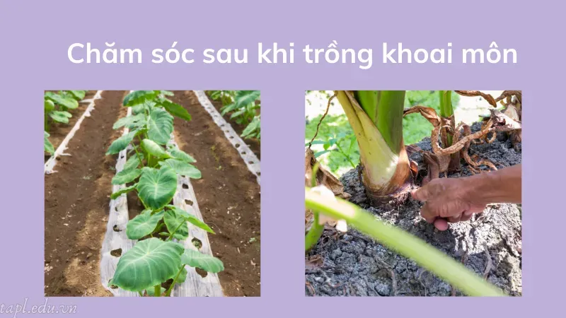 Chăm sóc sau khi trồng khoai môn