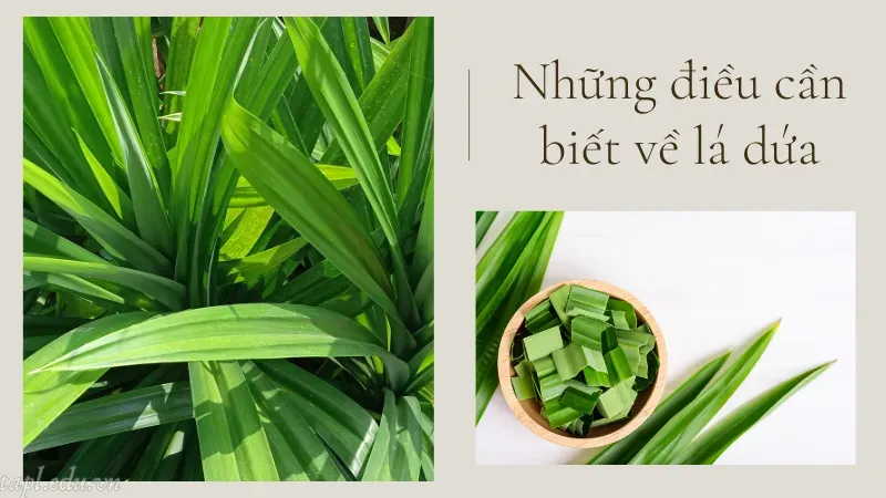 Những điều cần biết về lá dứa