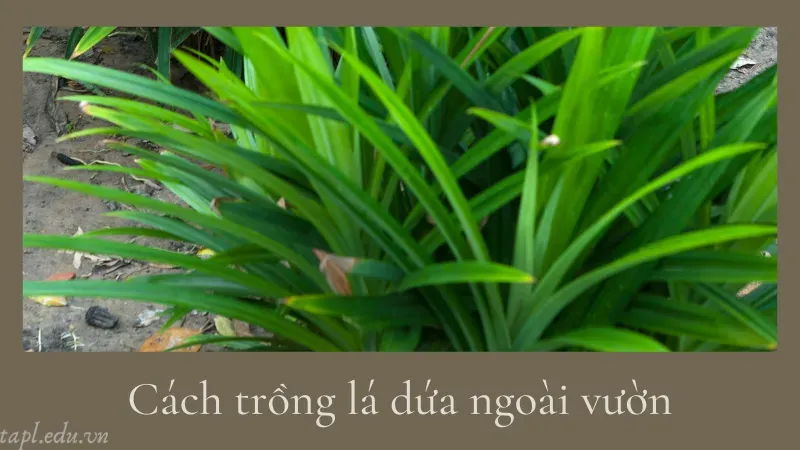Cách trồng lá dứa ngoài vườn
