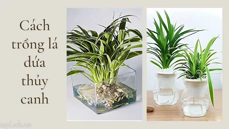 Cách trồng lá dứa thủy canh