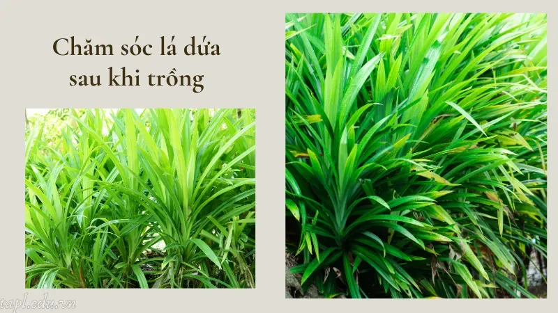 Chăm sóc lá dứa sau khi trồng