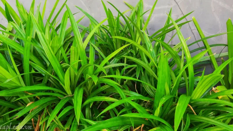 Bảo quản lá nếp