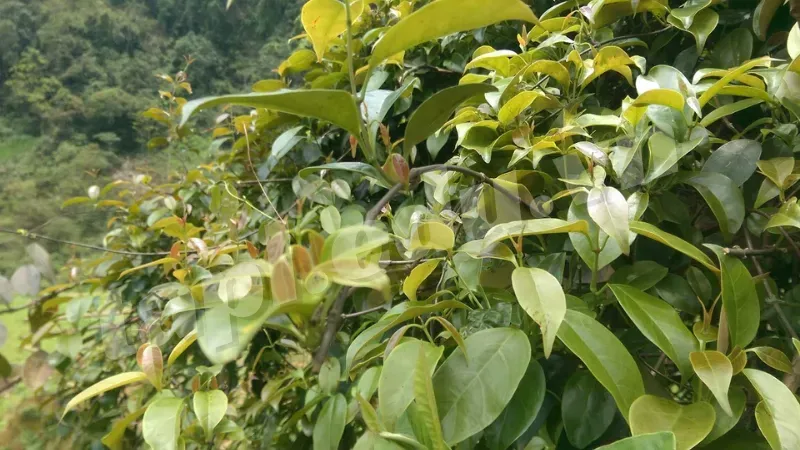 Công dụng của lá giang
