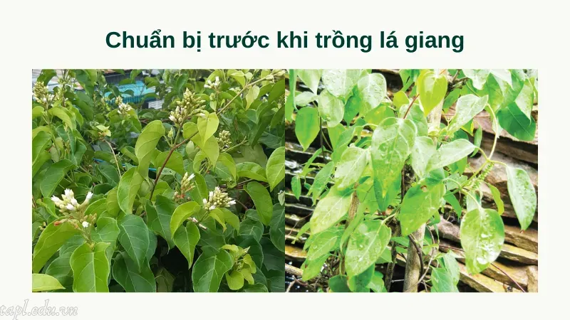 Chuẩn bị trước khi trồng lá giang