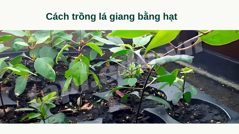 Cách trồng lá giang bằng hạt