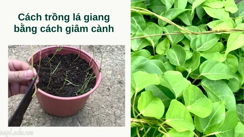 Cách trồng lá giang bằng cách giâm cành