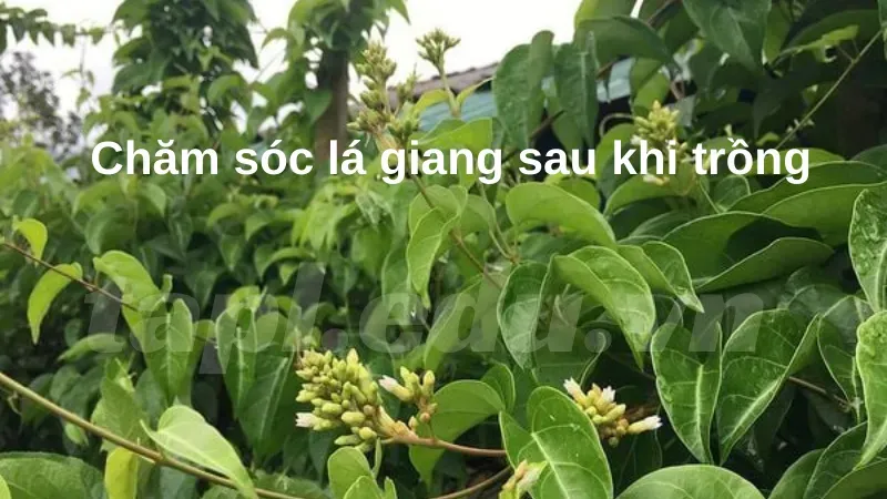 Chăm sóc lá giang sau khi trồng