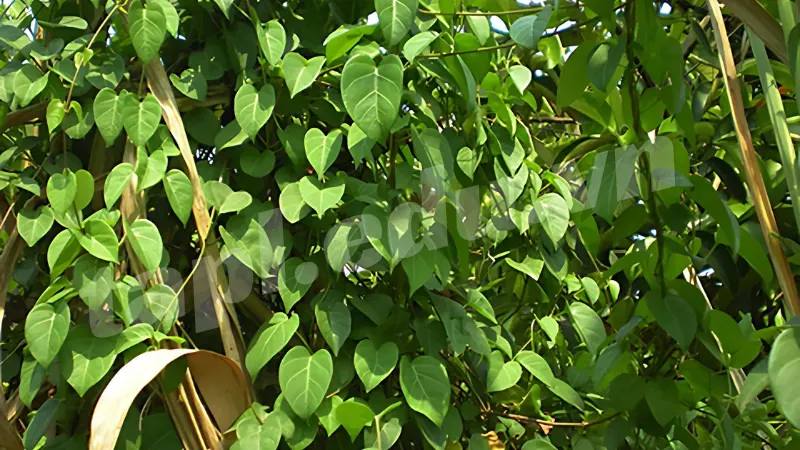Bảo quản lá giang