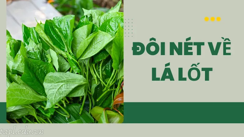 Đôi nét về lá lốt