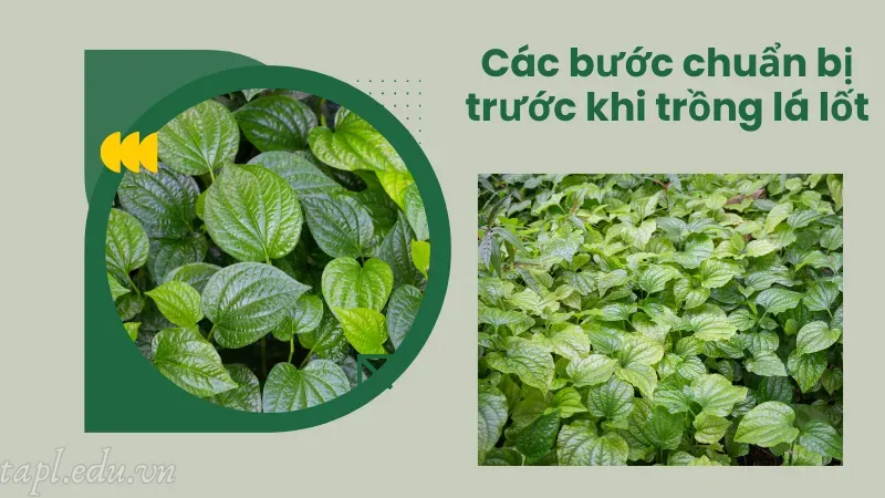 Các bước chuẩn bị trước khi trồng lá lốt